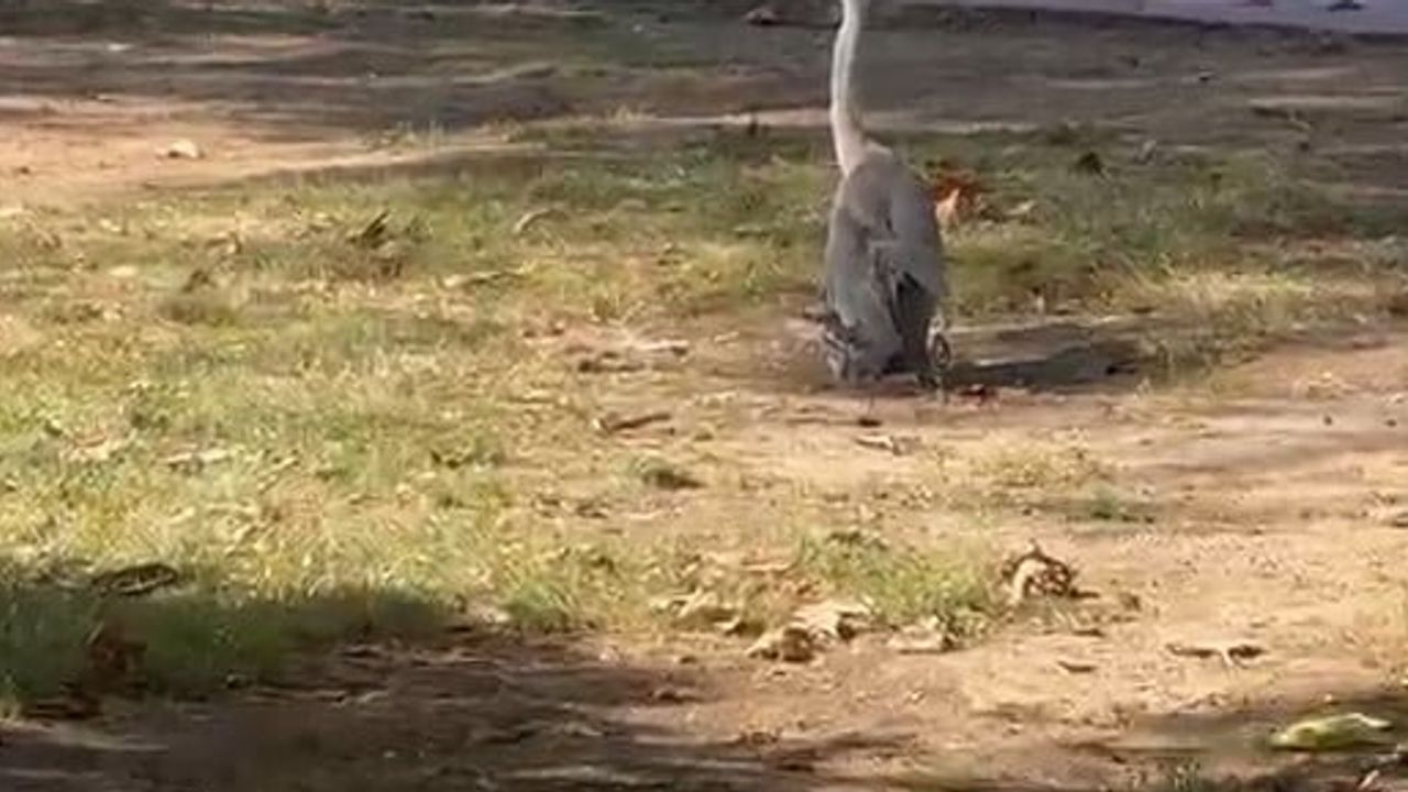 Sinop'ta parkta konuk: mahalle sakinlerinin ilgisini çeken balıkçıl