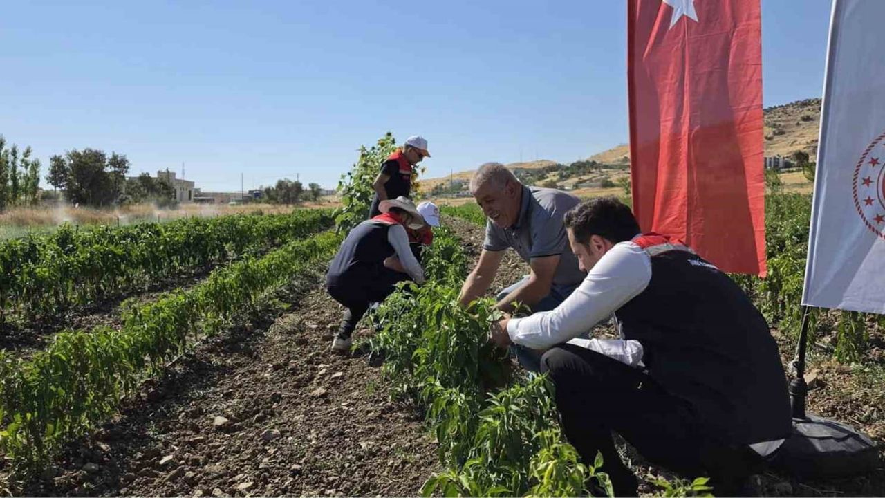 Şırnak'ta atıl tarım arazileri üretime dönünce sebze hasadı yapıldı