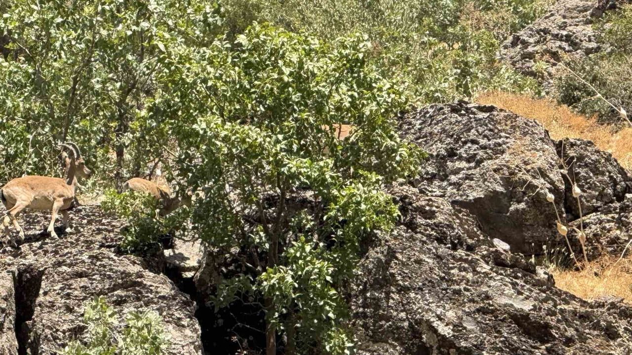 Şırnak'ta sürü halinde görülen nesli tehlikede dağ keçileri araçlara yaklaştı