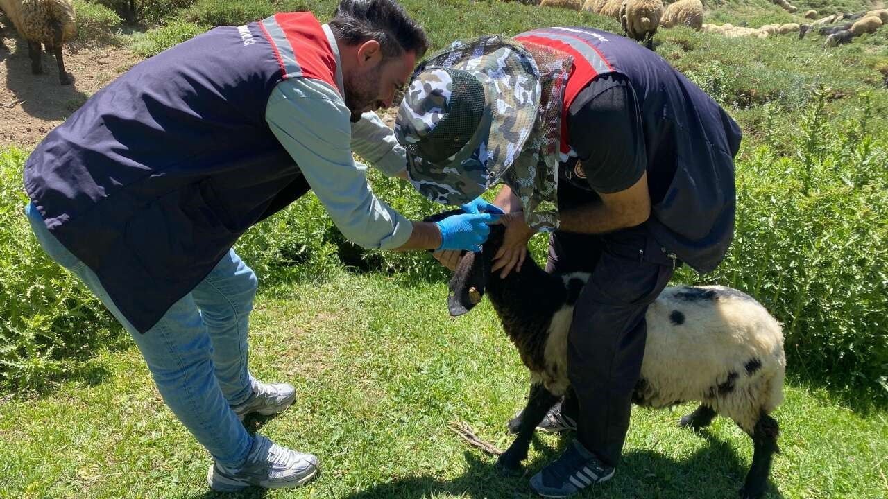 Şırnak yaylalarında hayvan sağlığını güçlendirme seferberliği