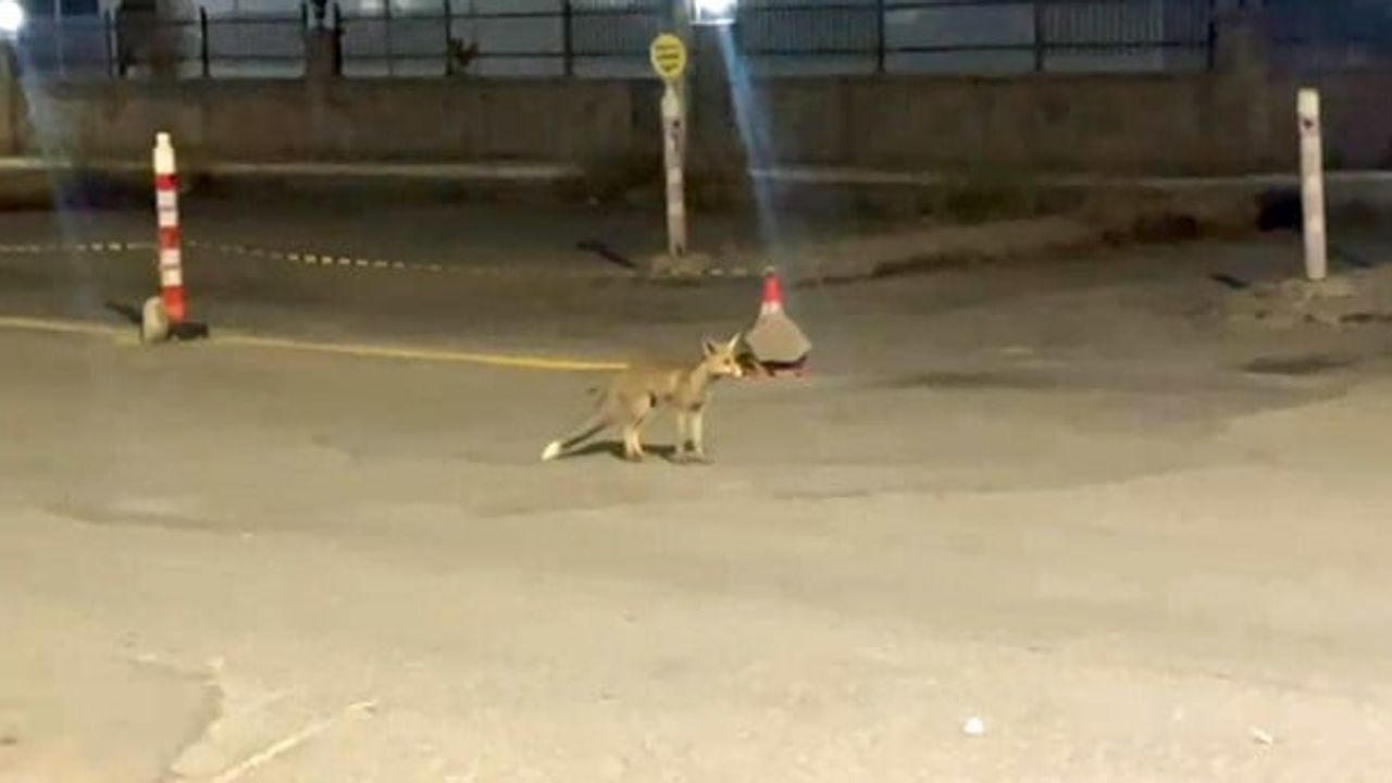 Sivas'ta kokoreç tezgâhının sadık müşterisi tilki her akşam paket yaptırıyor