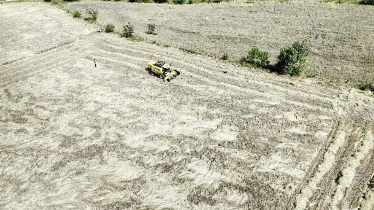 Siyez buğdayına ilgi artıyor: İhsangazi'den taş değirmene üretim zinciri