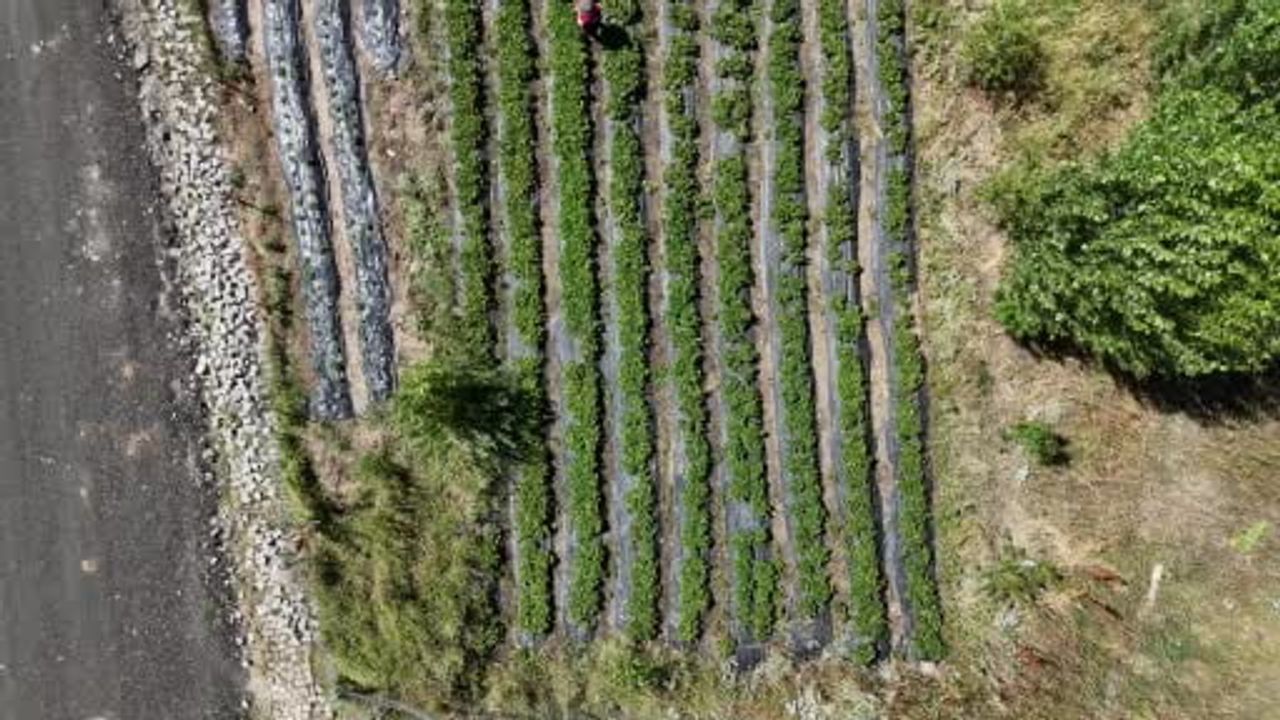 Soğuk Ağrı'da çilek üretimi: dekar başına 1,5–2 tona ulaşan yeni tarım hikâyesi