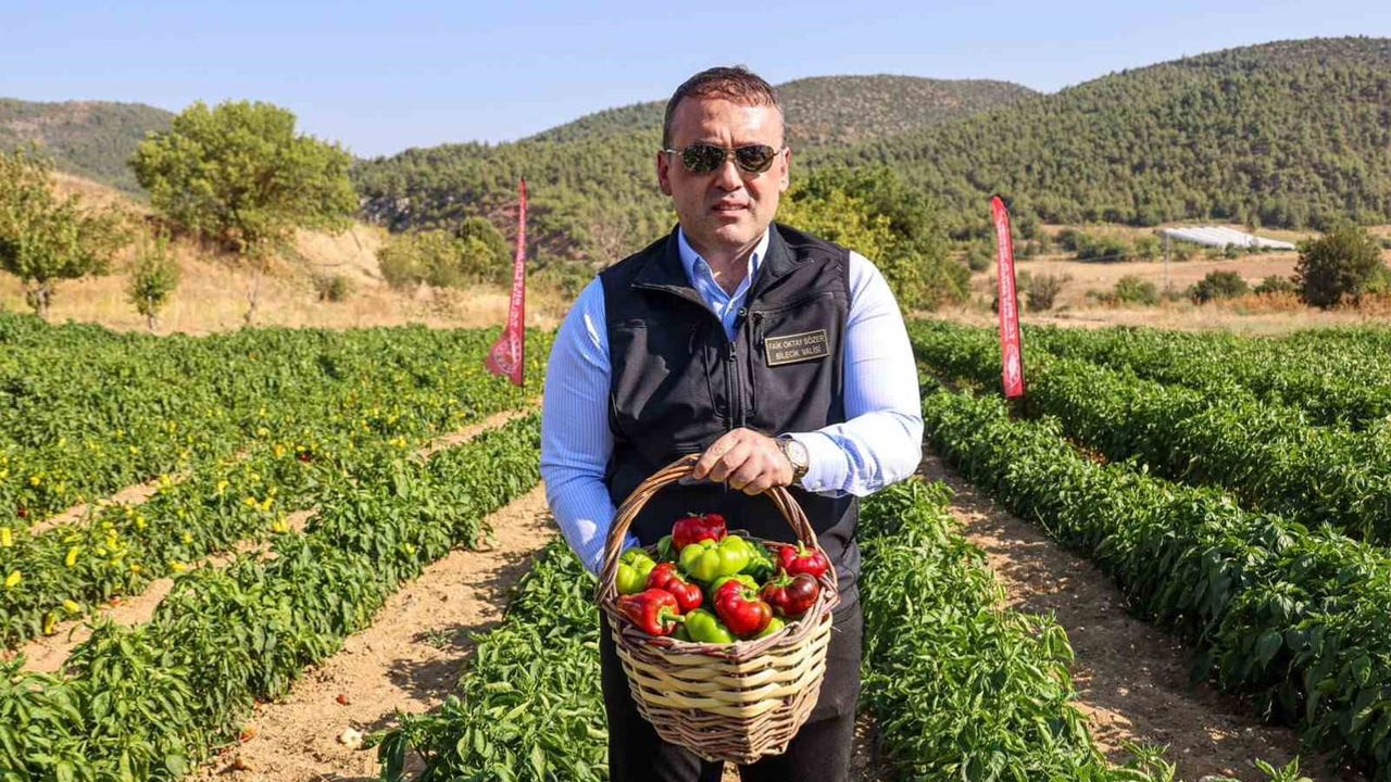 Söğüt’ten sofralara: Kamber biberi hasadı başladı