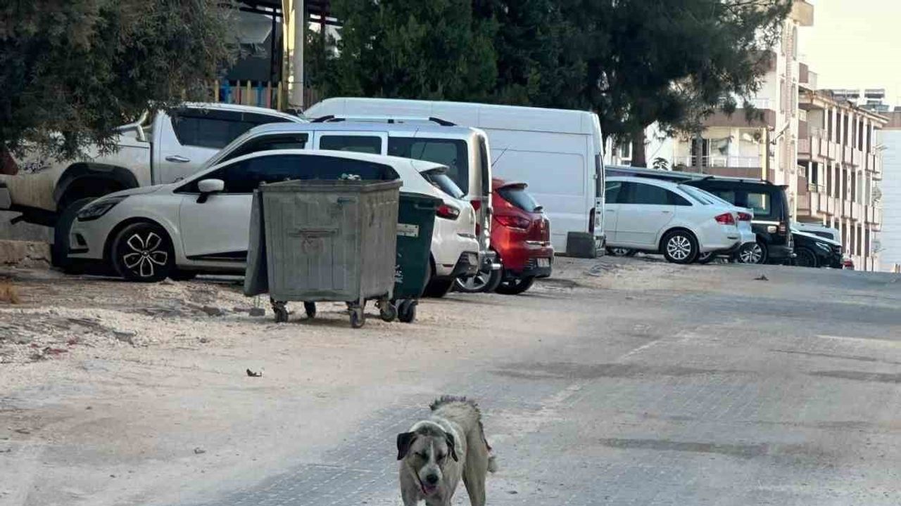 Sokakta yürüyen 3 yaşındaki çocuğa köpek saldırısı, Halfeti'de tepkiler yükseliyor