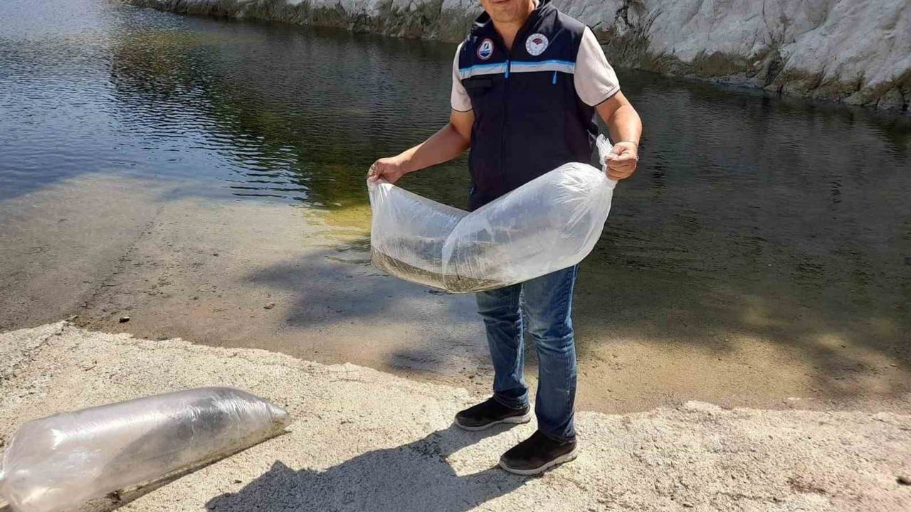 Soma’da ekosistemi güçlendirmek amacıyla 250 bin yavru sazan bırakıldı