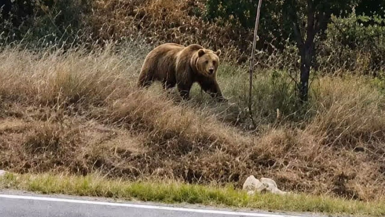 Subaşı beldesinde yerleşime yakın bozayı tespiti, vatandaşlara uyarı