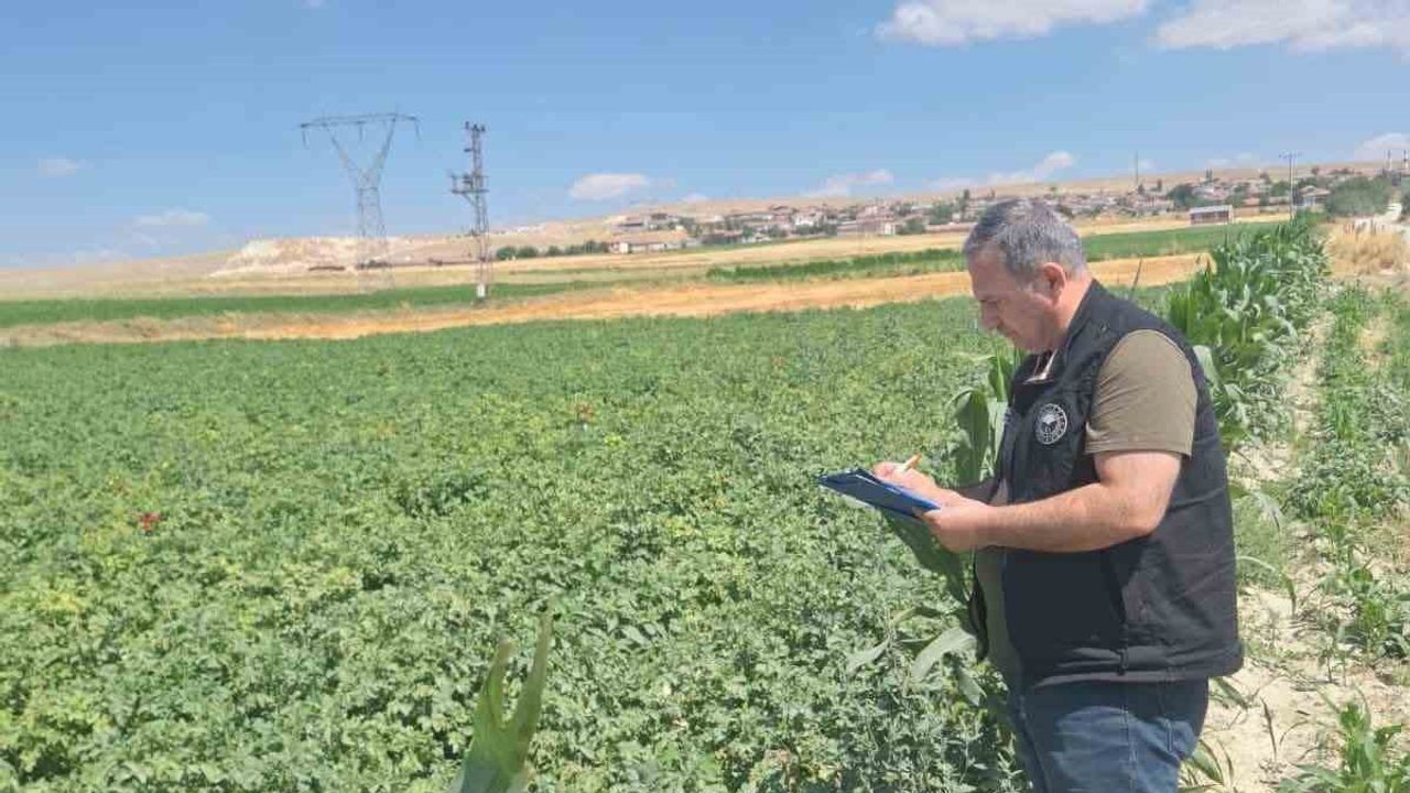 Şuhut'ta patates üretiminde kapsamlı saha denetimi