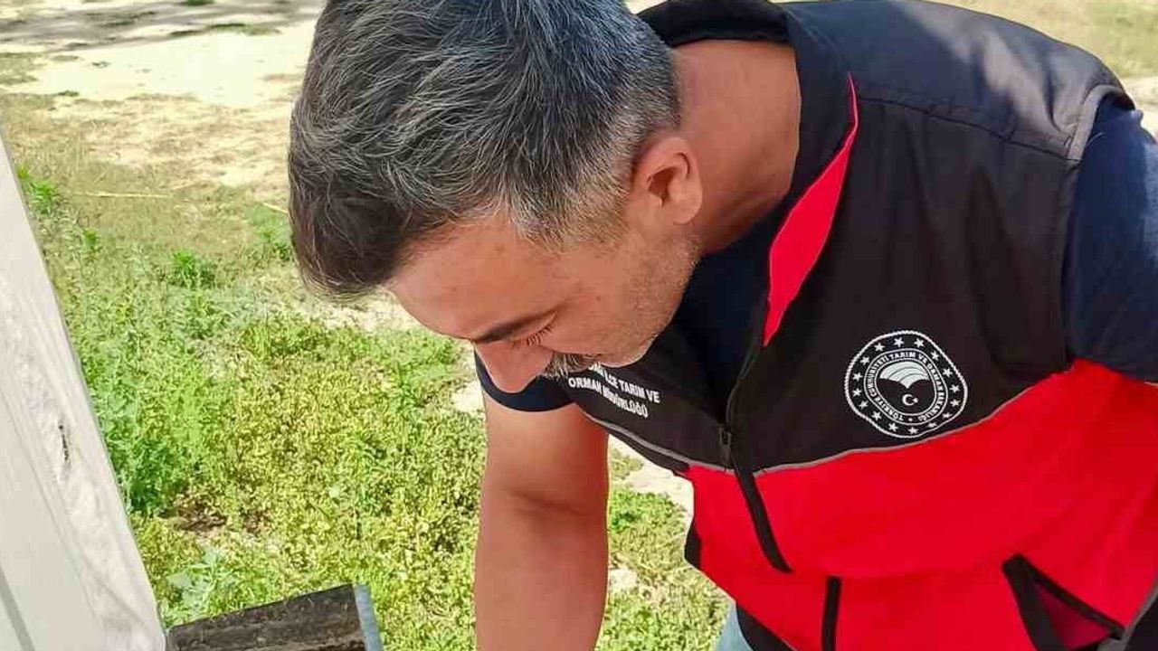 Sultandağı'nda yeni tuzak prototipleri haziran böceğiyle mücadelede sahada test edildi