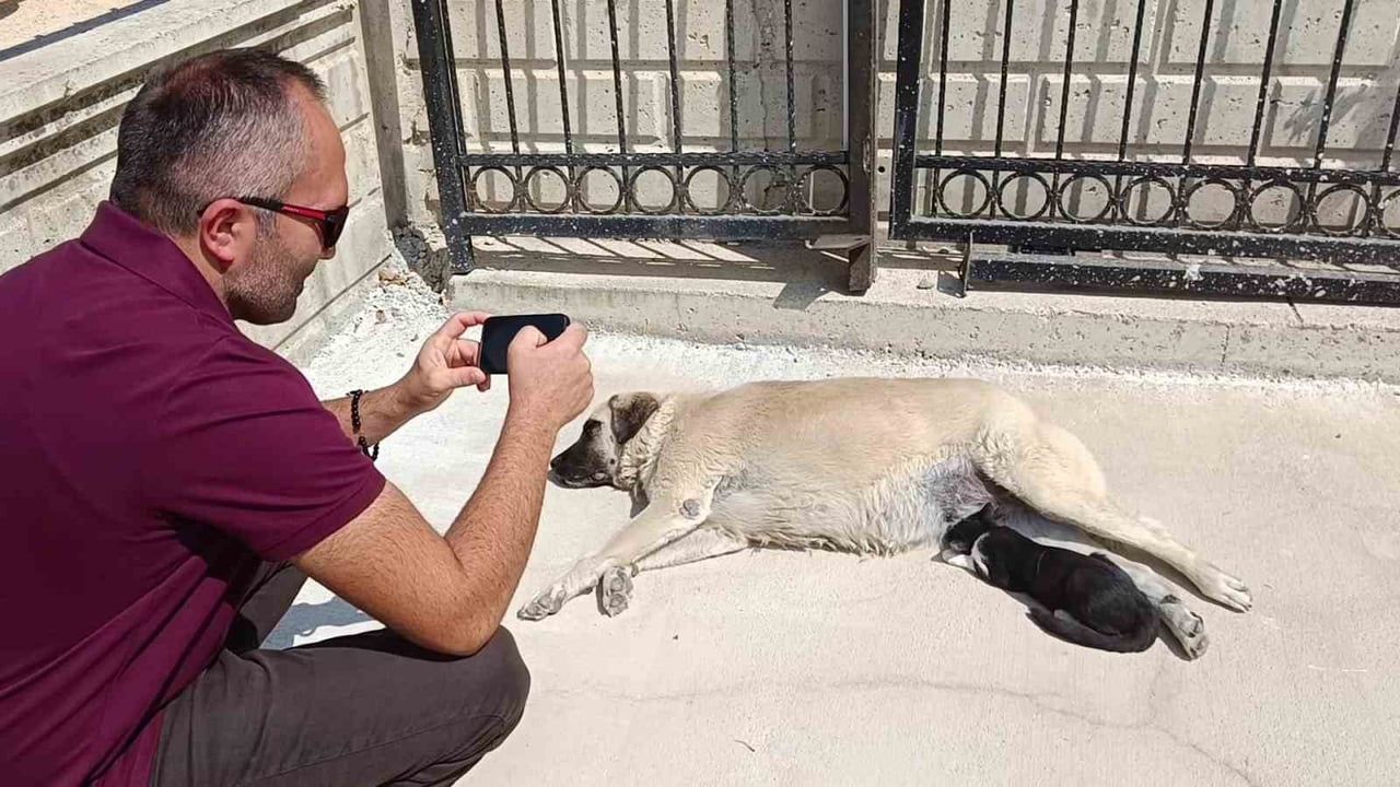 Suluova'da kedi köpeği annesi sanıyor