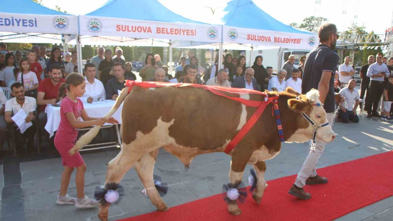 Suluova'da kırmızı halı boğaları yürüttü: 1,1 tonluk Çınar birinci oldu