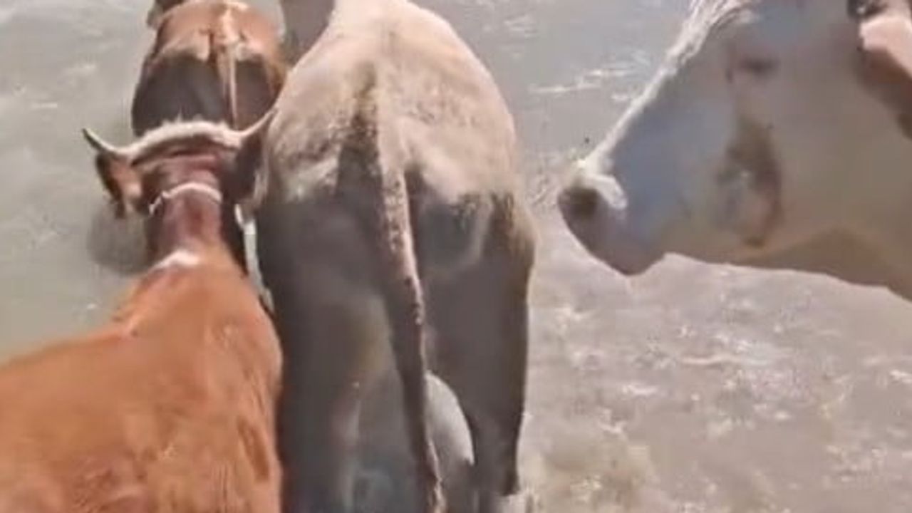 Sürü halinde Kelkit Çayı'nı yüzerek geçen büyükbaşların görüntüleri