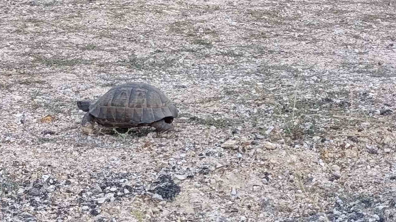 Sürücüler durdu, kaplumbağa güvenle yolun karşısına geçti