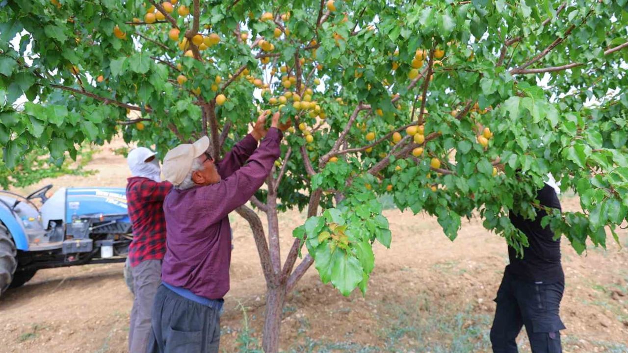 Susuz yaylada leonarditle 500 kayısı ağacıyla başlayan proje 10 bin ağaca ulaştı
