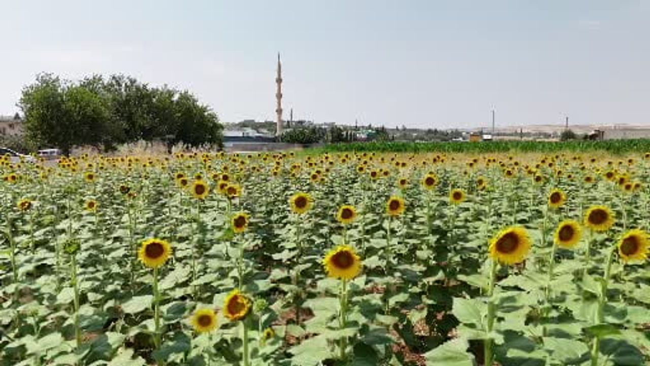 Suyla gelen dönüşüm: GAP ile Şanlıurfa'da tarım çeşitliliği yükseldi