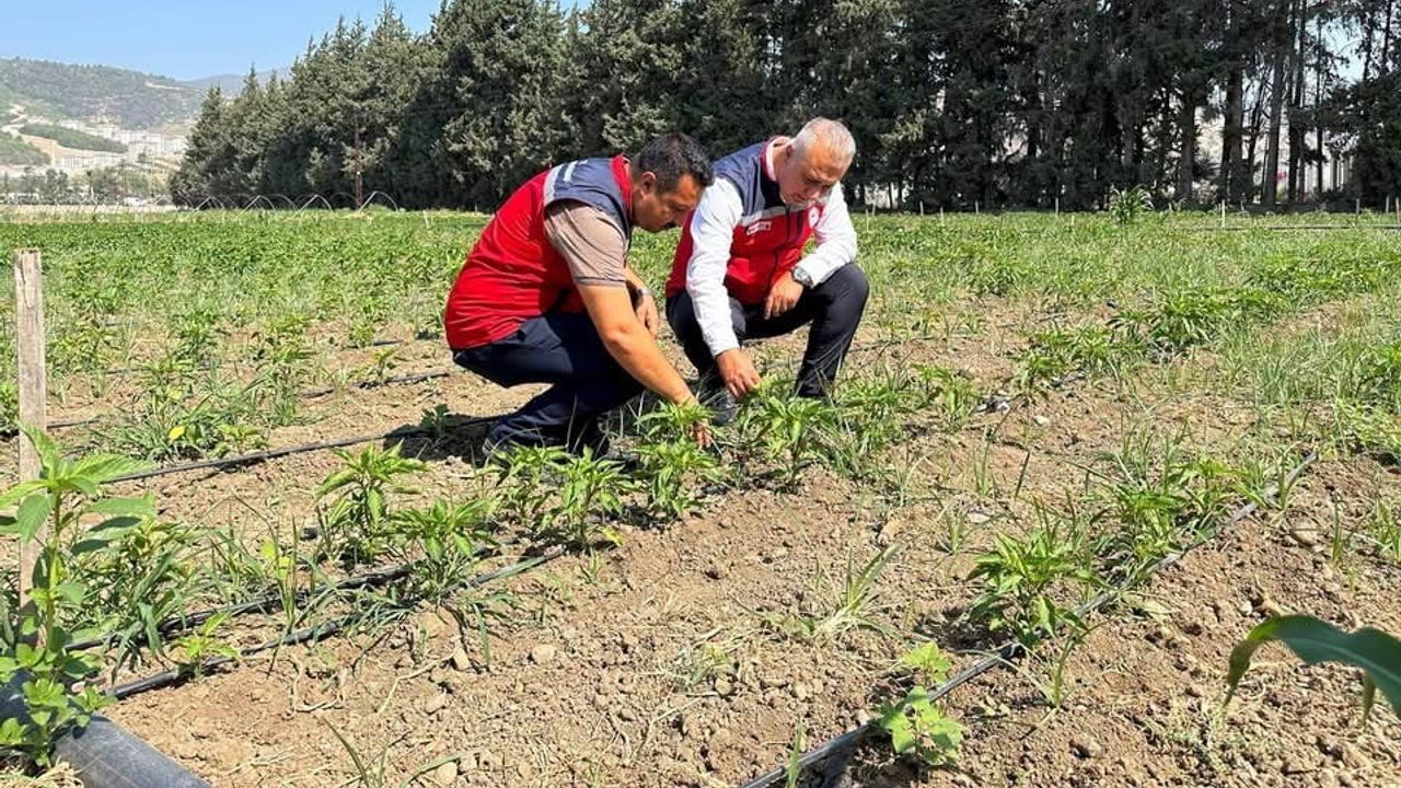 Tarım müdürü Antakya'da üreticiyle verimlilik ve sürdürülebilirlik değerlendirdi