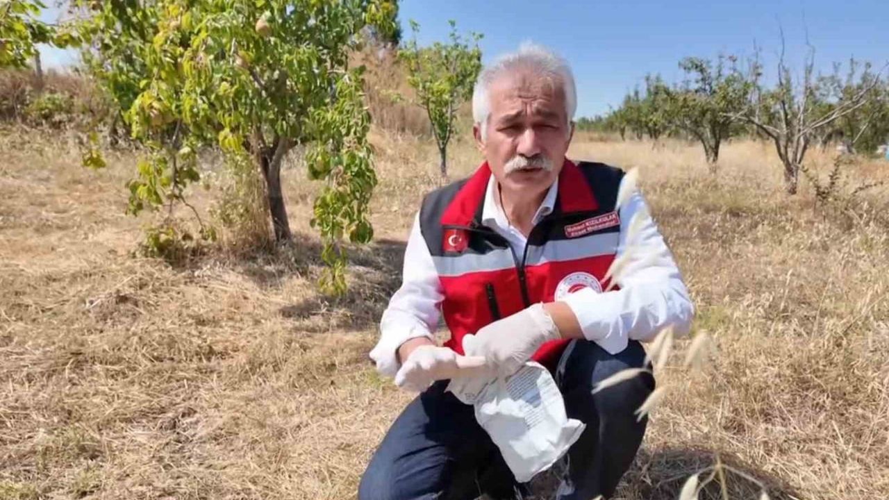 Tarla farelerine karşı zamanında, bilinçli ve toplu mücadele çağrısı