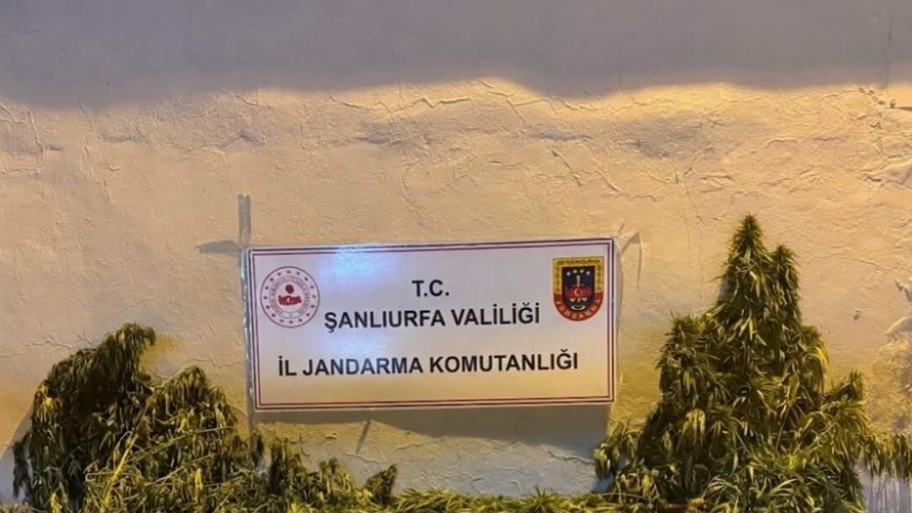 Tarlada beklenen suç: Eyyübiye'de kenevir ve esrar ele geçirildi