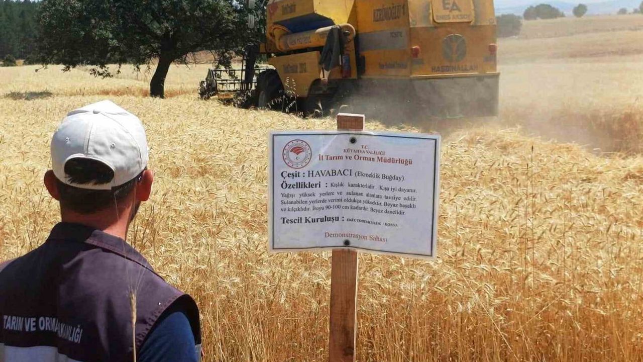 Tarlada sınavı geçti: Çavdarhisar'da yerli arpa, buğday ve triticale hasadı