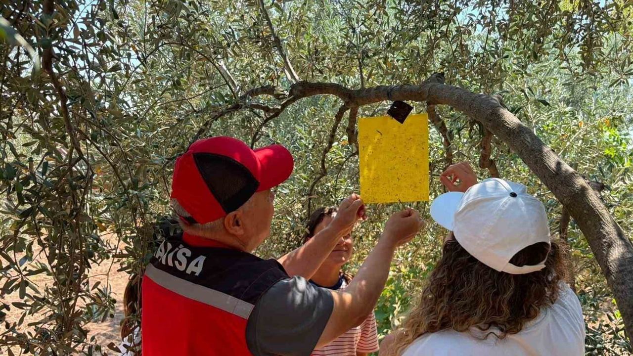 Tarlada takip sürüyor: Akhisar ve Gördes'te zeytin ve meyve sineği gözetimi