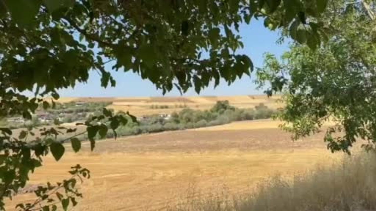 Tarladan karayoluna: Çemişgezek'te domuz sürüsü yol kenarında görüldü
