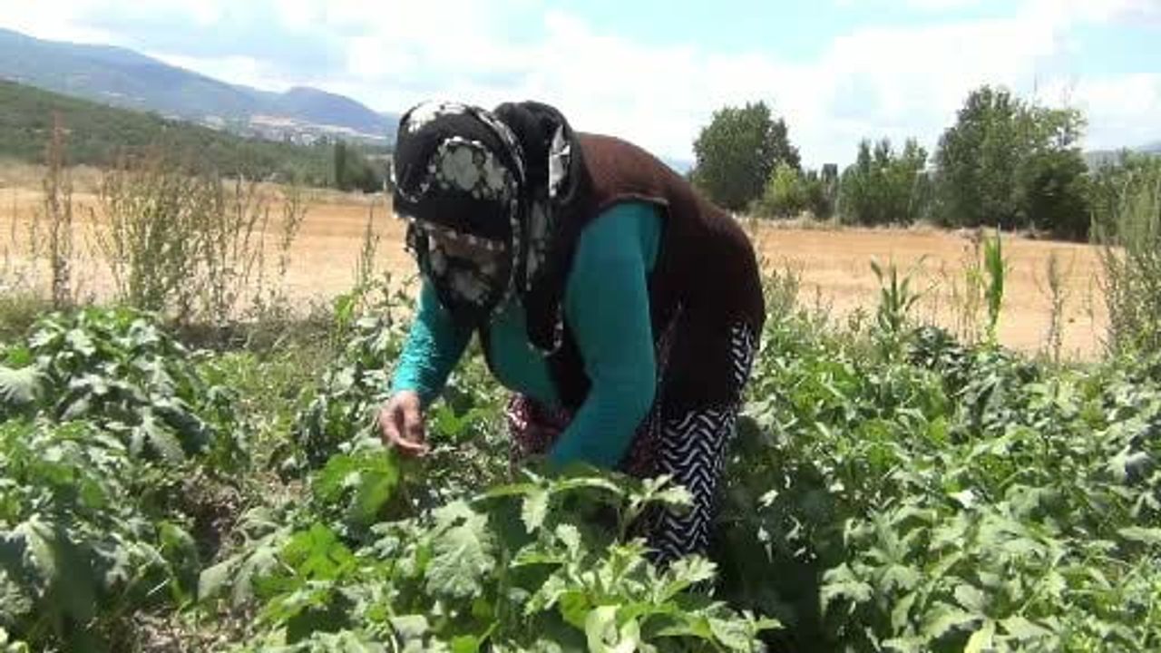 Tarladan tezgaha: Mecitözü'nün 12 köyünde üreticiler aracıya gerek duymuyor