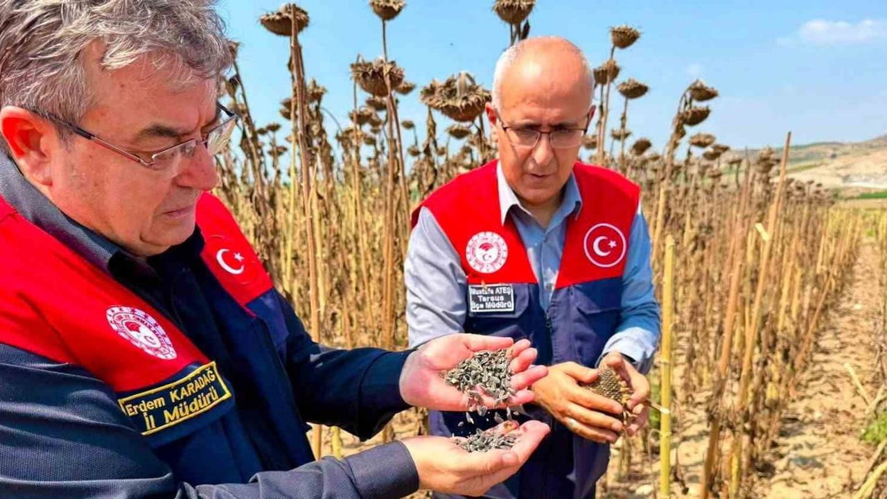 Tarsus'ta ayçiçeği sahaları verim vadediyor: 4 bin 485 tonluk rekolte beklentisi