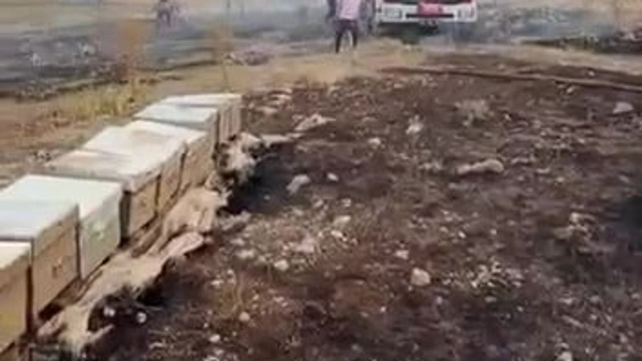 Tavas'ta alevler kovanlara vurdu: arılar telef oldu
