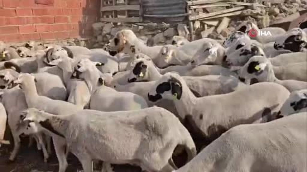 tavasın yanık kokulu koyun yoğurdu: gelenekten gelen sert kıvam ve özgün aroma