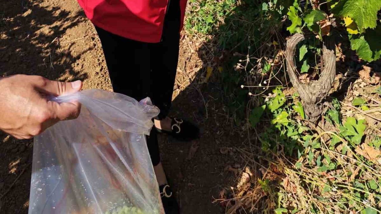 Tekirdağ’da sofraya güvenlik için hasat öncesi pestisit taraması