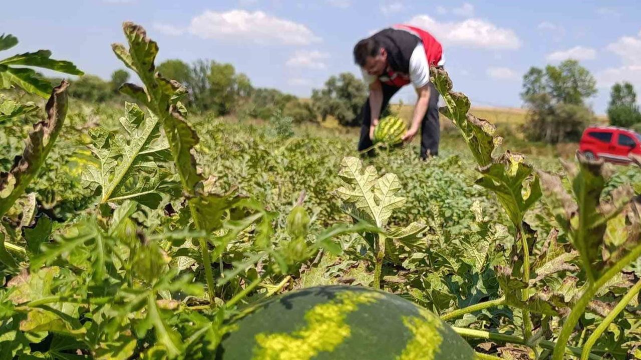 Tekirdağ'ın erken yaz bereketi: Süleymanpaşa karpuzları tezgâhta