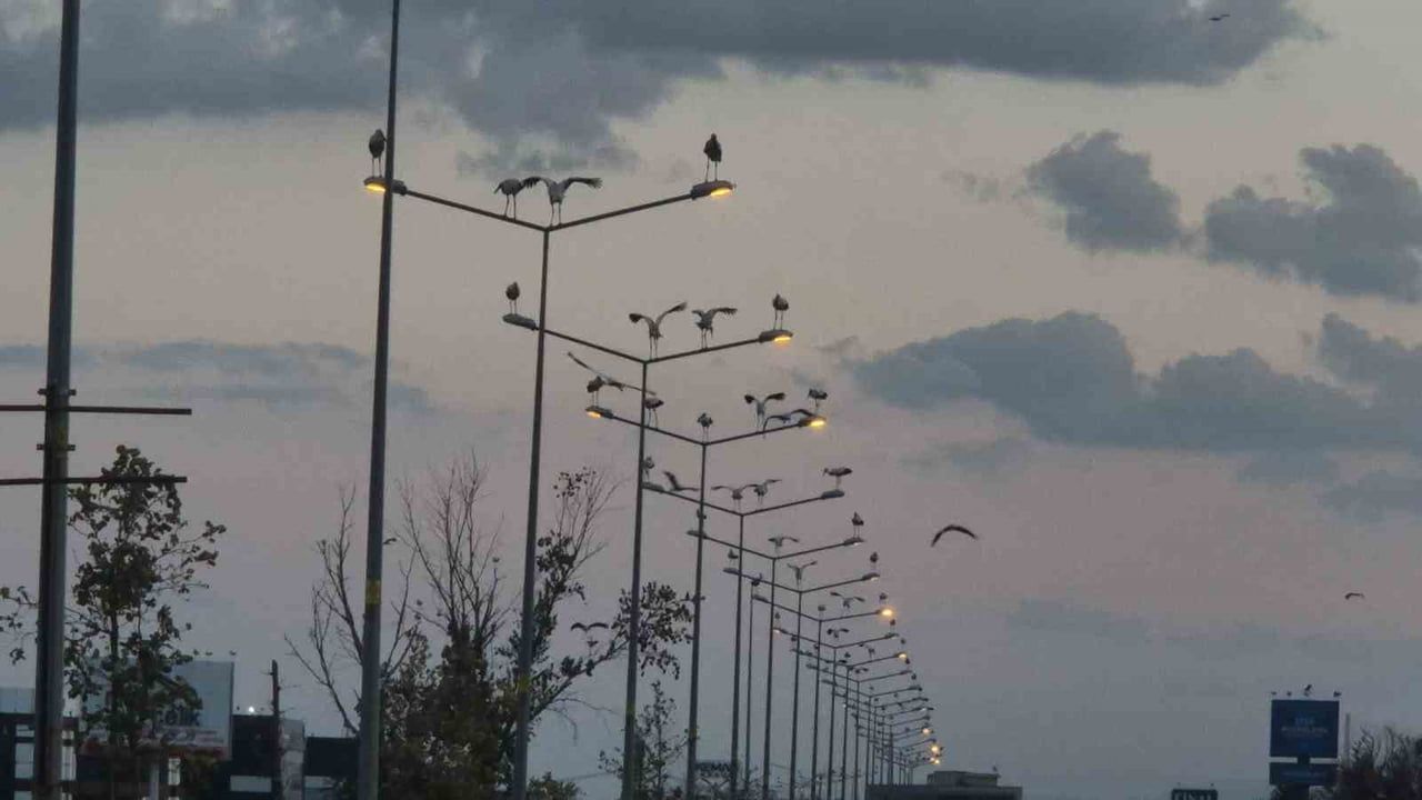 Tekirdağ semalarında binlerce leyleğin göç gösterisi