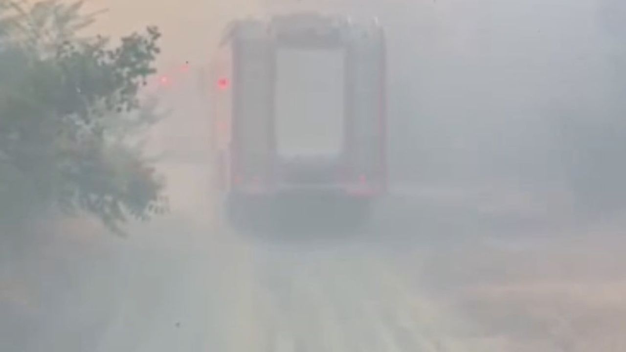 Tepebaşı yangınında alevlerden kurtarılan kaplumbağa suyla serinletildi