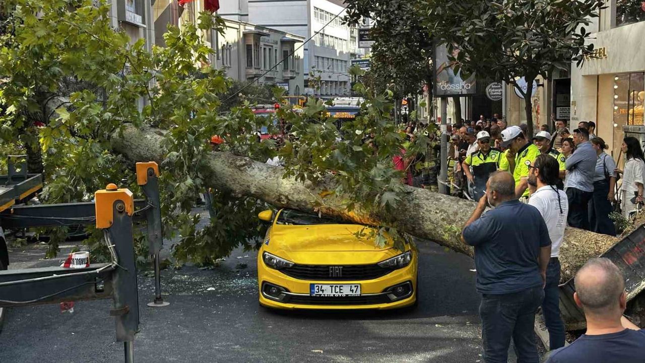 Teşvikiye caddesi'nde kökünden sökülen çınar iki aracı kullanıma kapattı