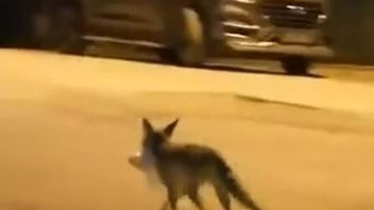 Tilkiye poşetle yemek bırakan vatandaşın anı cepte