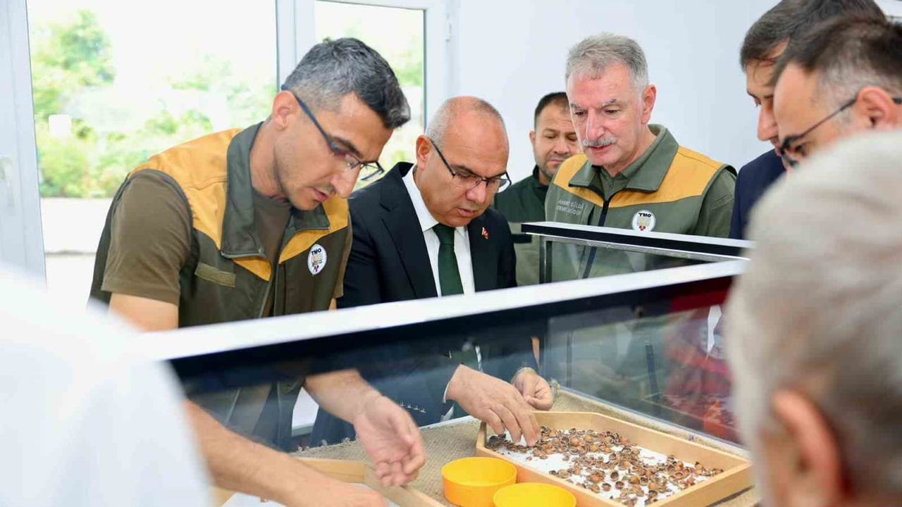 TMO Giresun'da kabuklu fındık alımına başladı, kalite denetimleri öne çıktı