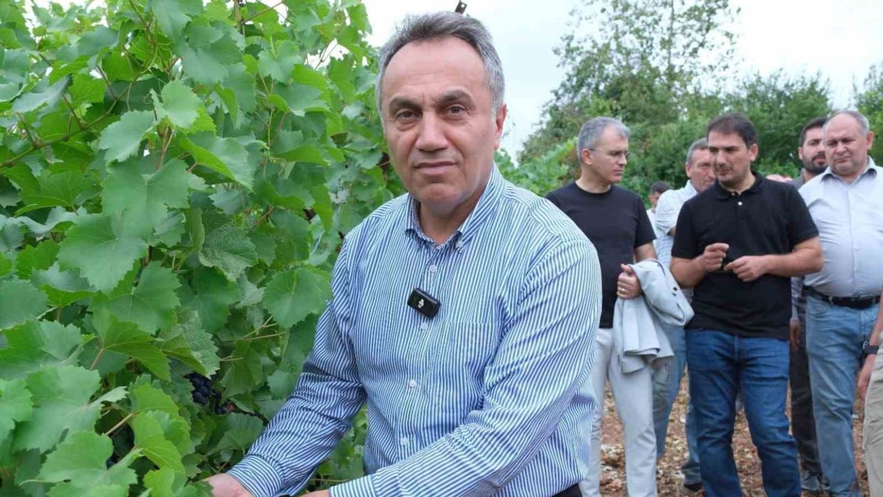 TOGÜ'de yerli üzümler için sezon başlangıcı