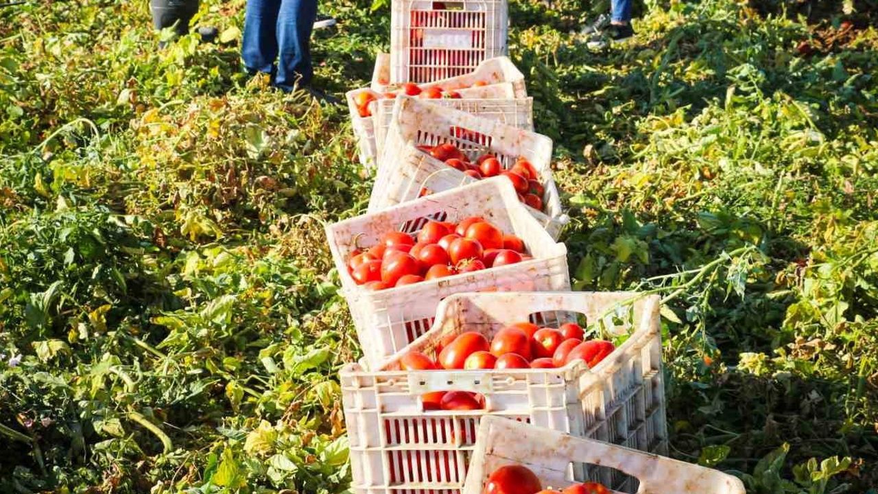 Torbalı’da kırmızı altının hasat ve kurutma mesaisi