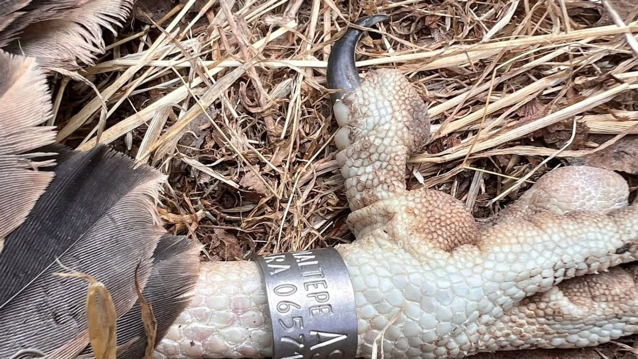 Trakya’da göç yolları izlenecek: yuvadaki küçük akbabalara uydu vericisi takıldı