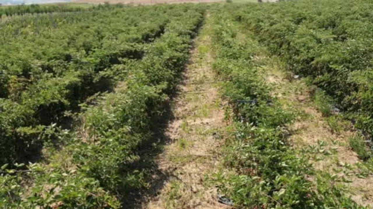 Trakya'nın yeni tarım rotası: Tekirdağ'dan böğürtlenle ihracata