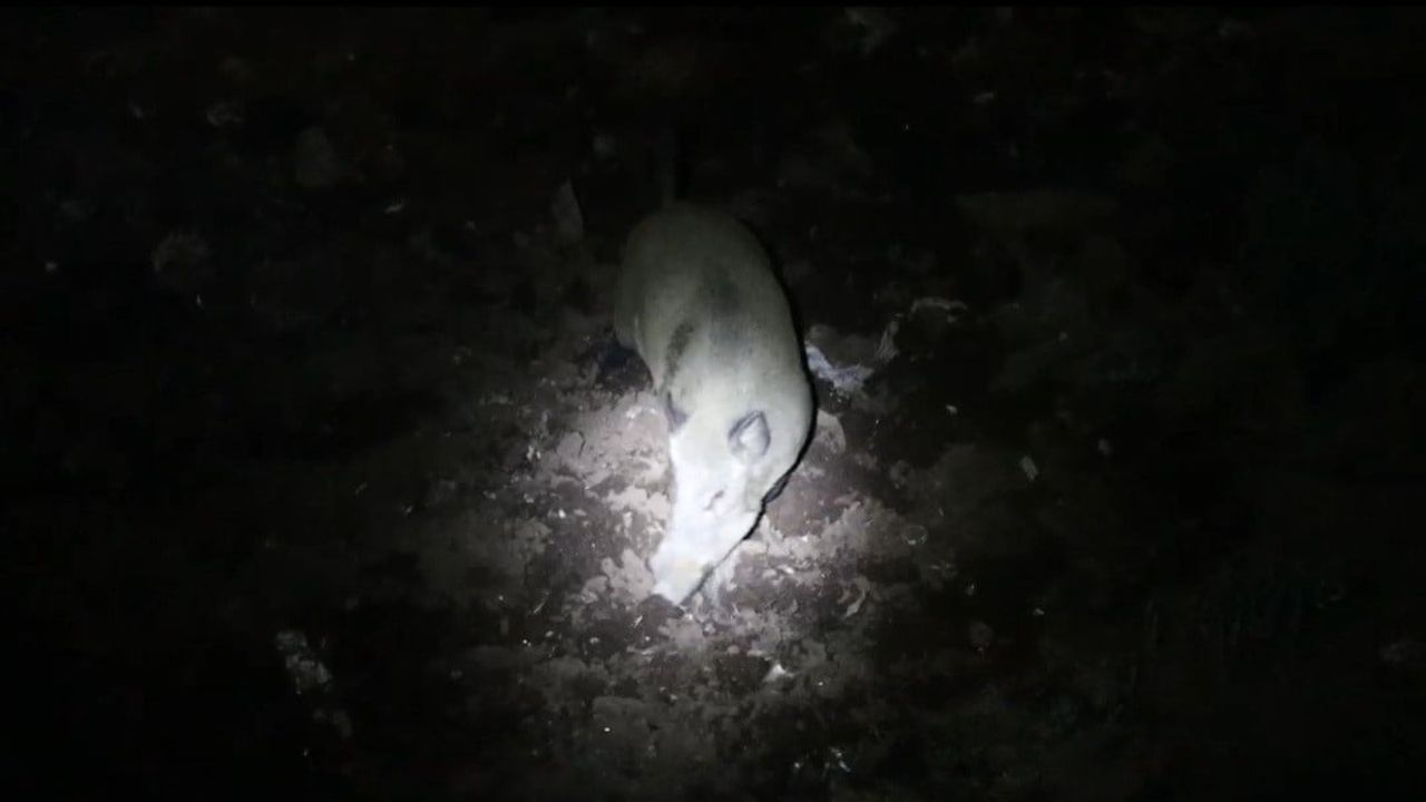 Tunceli'de gece kamerası metrelik yakınlıktaki domuz ve boz ayıyı birlikte görüntüledi