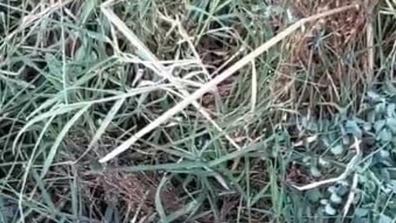 Tunceli Vişneli'de arazi yürüyüşünde engerek yılanının bıldırcın avı kameralara yansıdı