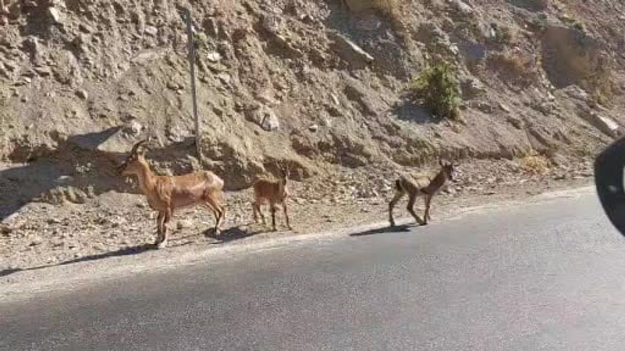 Tunceli yollarında nadir görülen dağ keçilerinin anları