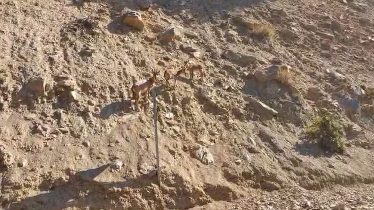 Tunceli yollarında nadir misafir: nesli tehlikedeki dağ keçileri görüldü