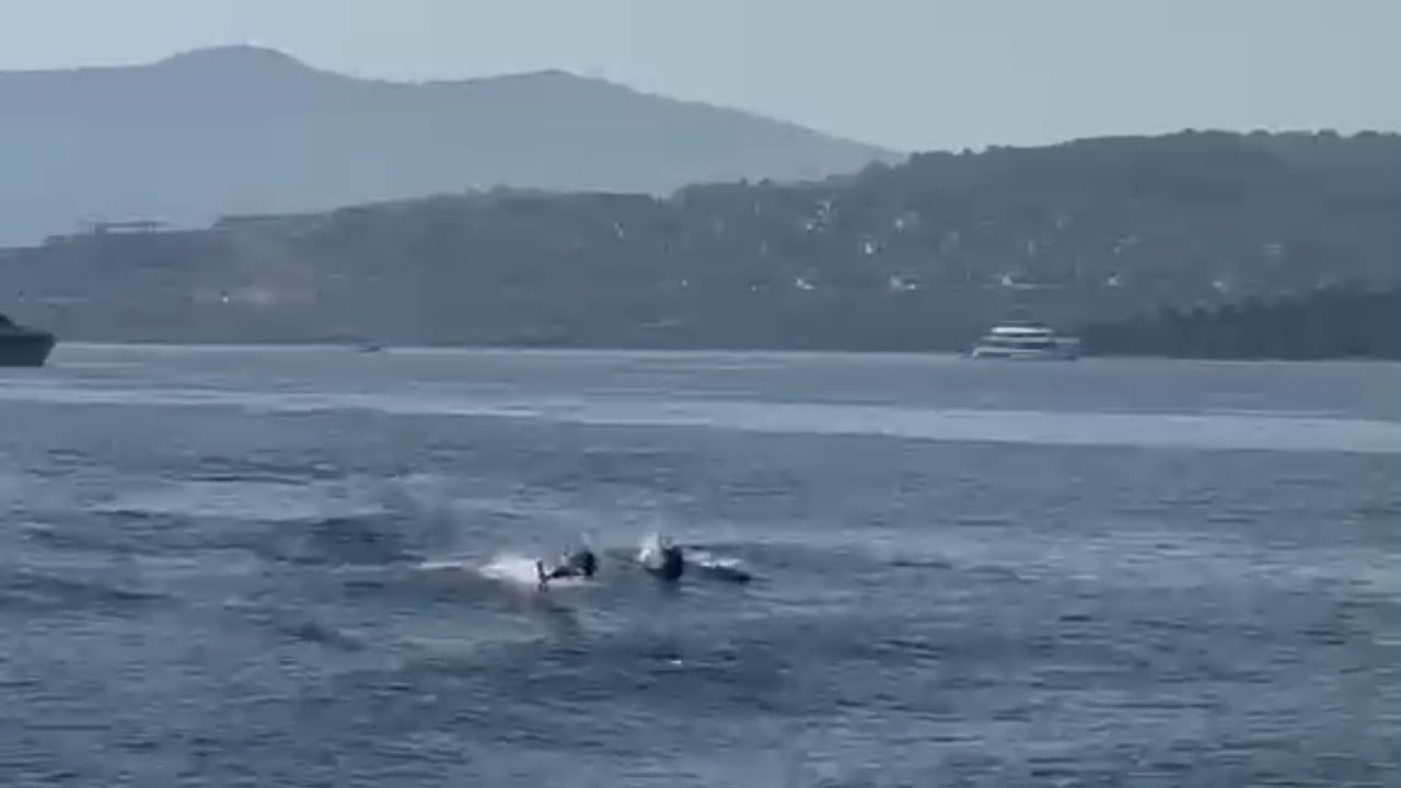 Türkbükü koyunda yatların arasında yunusların görsel ziyafeti