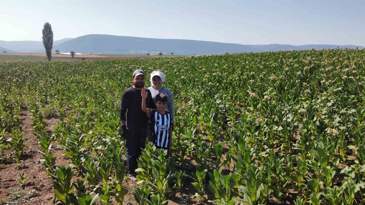 Tütün tarlasında başlayan evlilik 34 dekarlık ortak emekle biçiyor