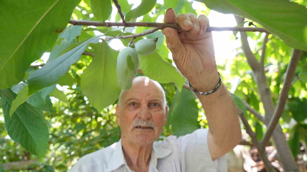 Üç kıta ve 50 ülkeden getirdiği tohumlarla evinde bir dünya bahçesi kurdu