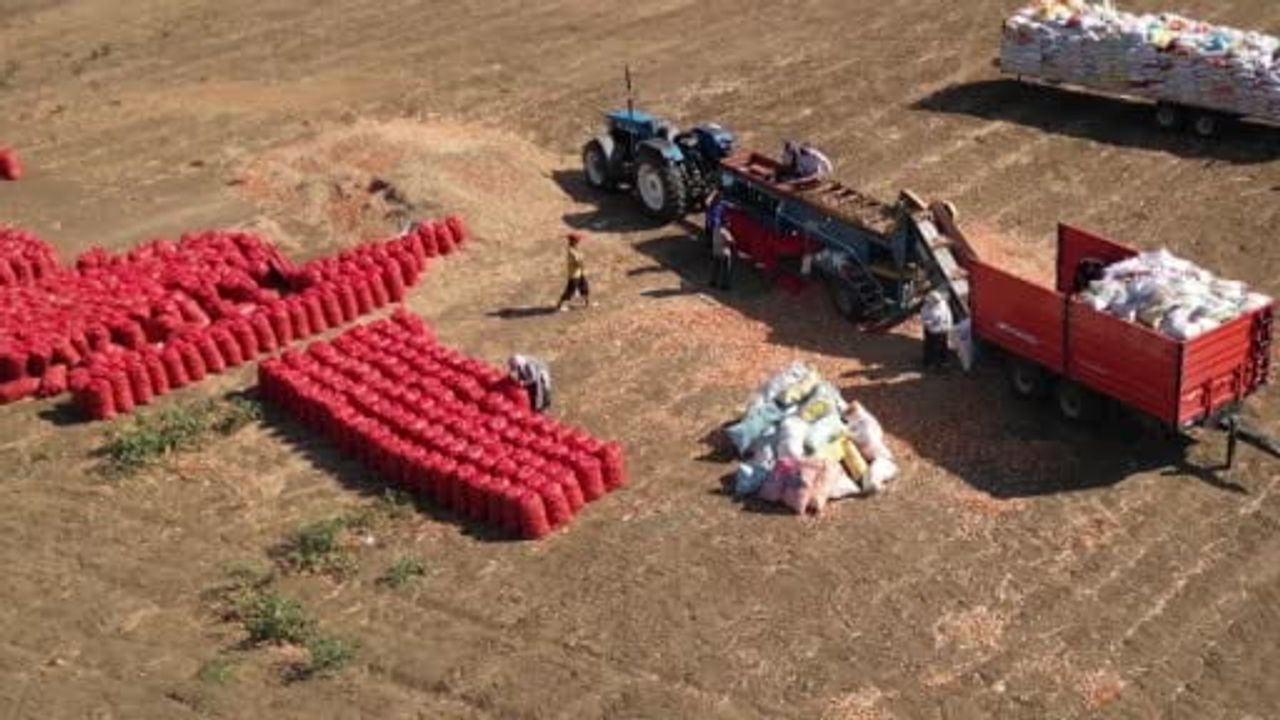 Üç yılın emeği sofrada: Tekirdağ soğanının dört gözlü bereketi