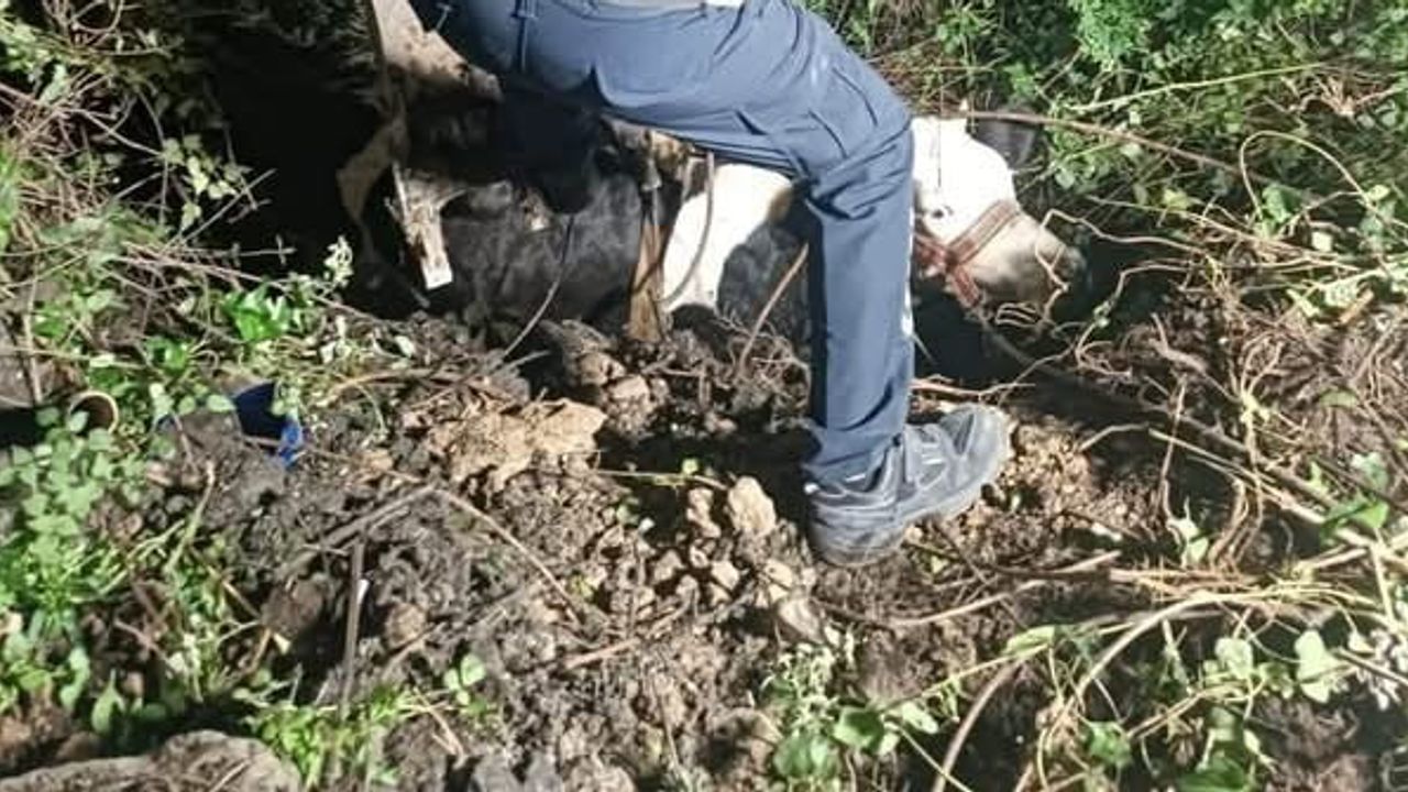 Uçurumda mahsur kalan inek iş makinesiyle kurtarıldı