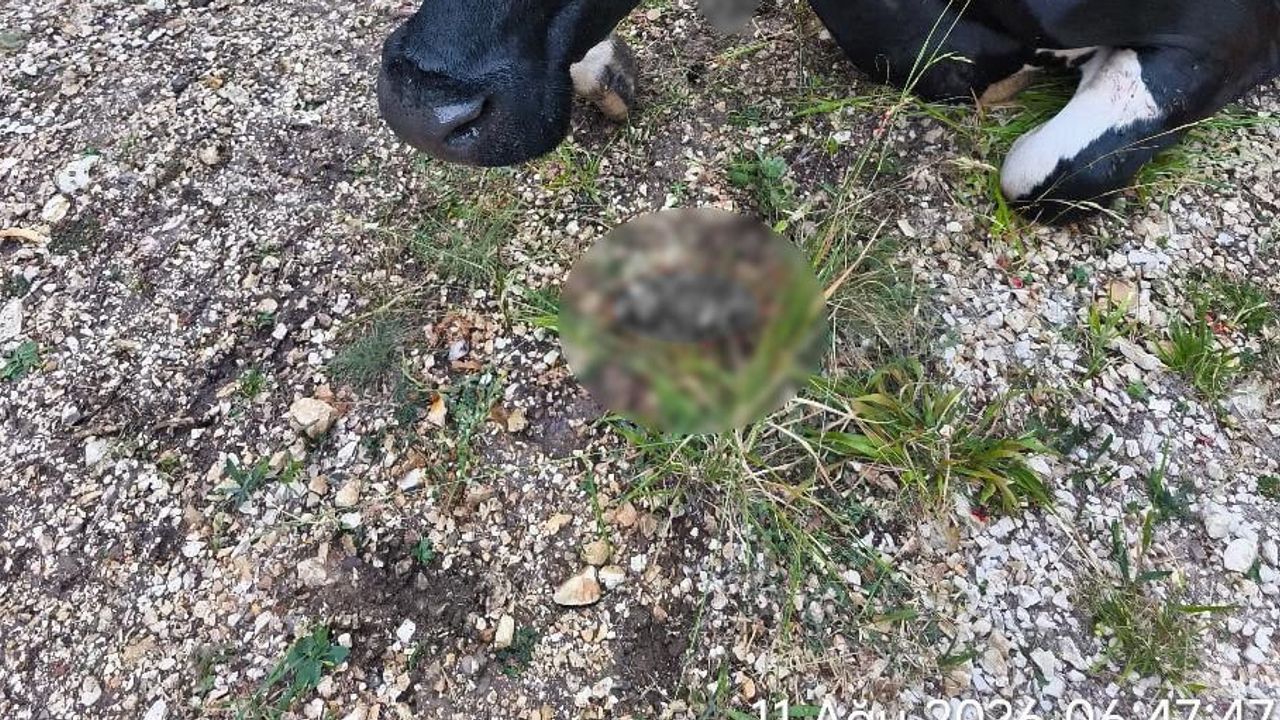 Uçurumdan vinçle çıkarılan inek Aşağı Soku Yaylası'nda sahibine teslim edildi